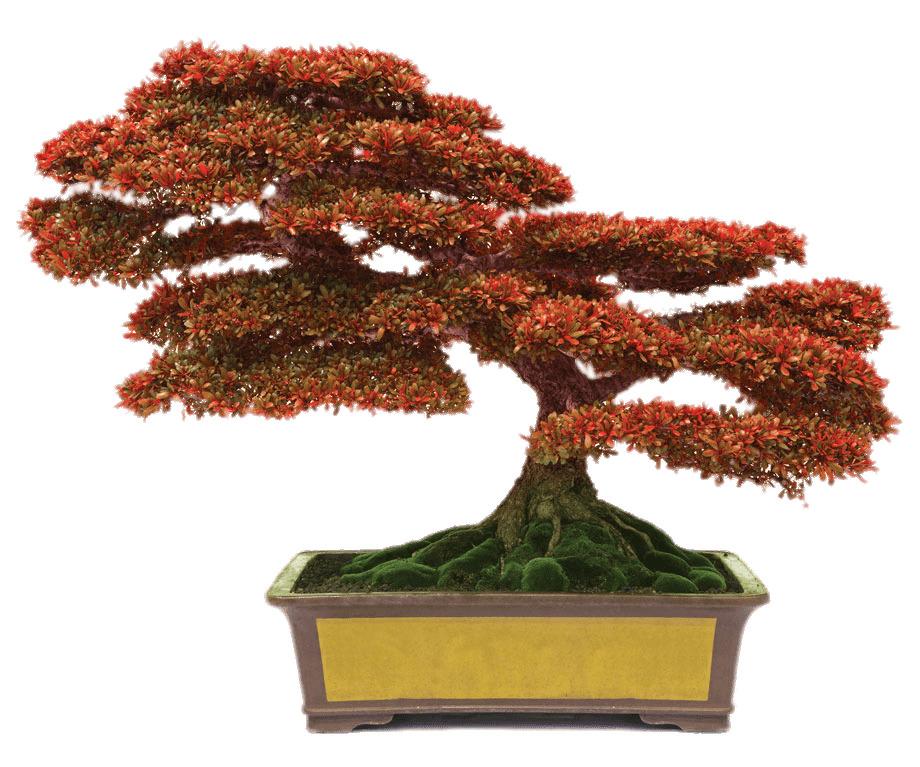Bonsai With Red Leaves png transparent
