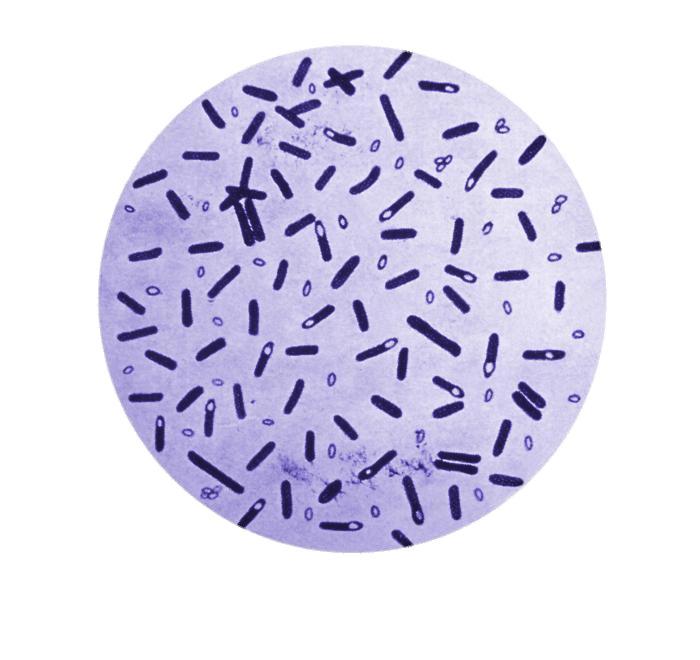 Botulism Bacteria In A Petri Dish png transparent