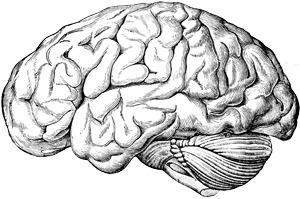 Brain Old Drawing png transparent