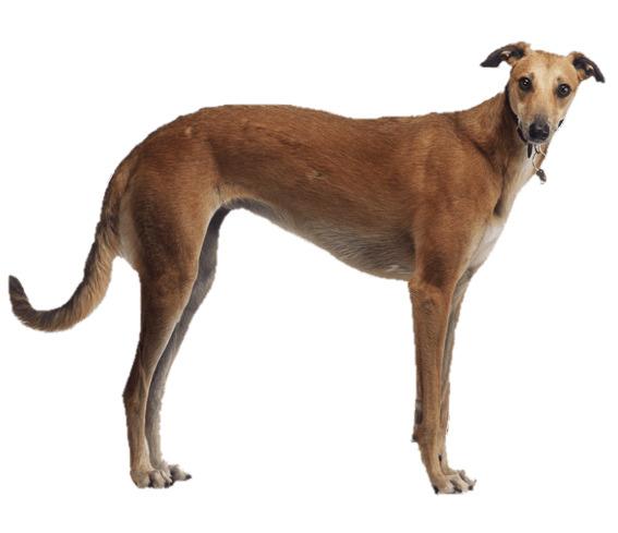 Brown Greyhound Side View png transparent