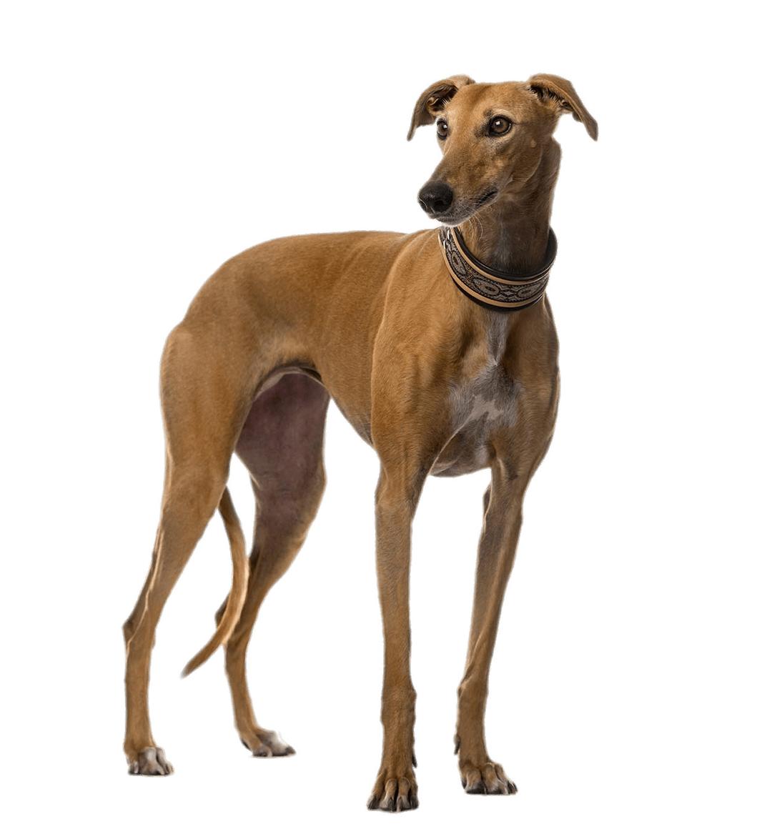 Brown Greyhound png transparent