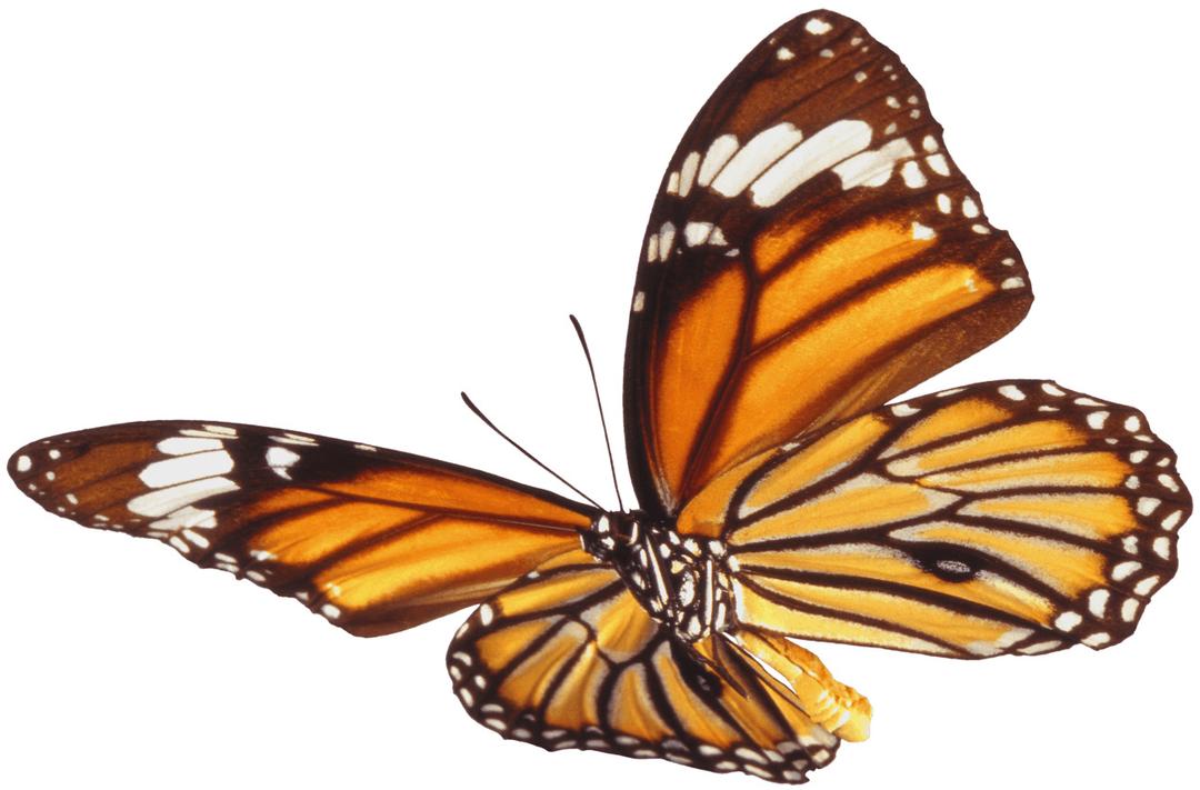 Butterfly Single Brown png transparent