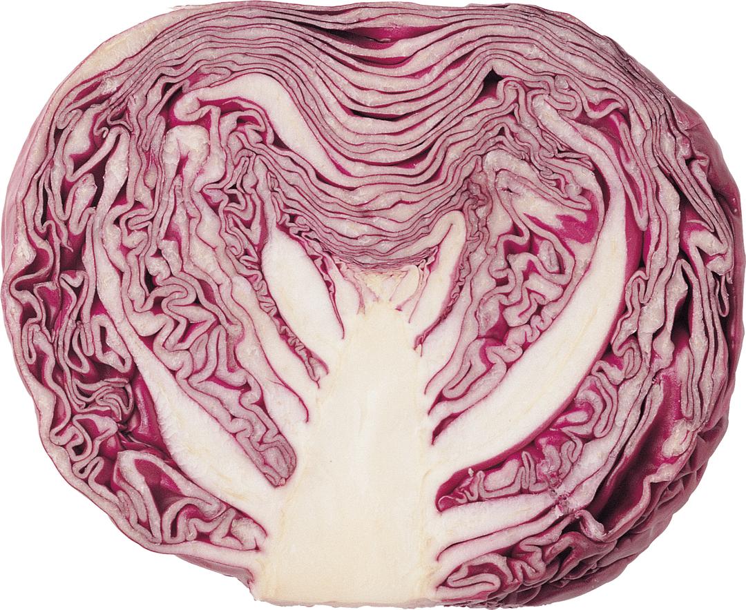 Cabbage Red png transparent