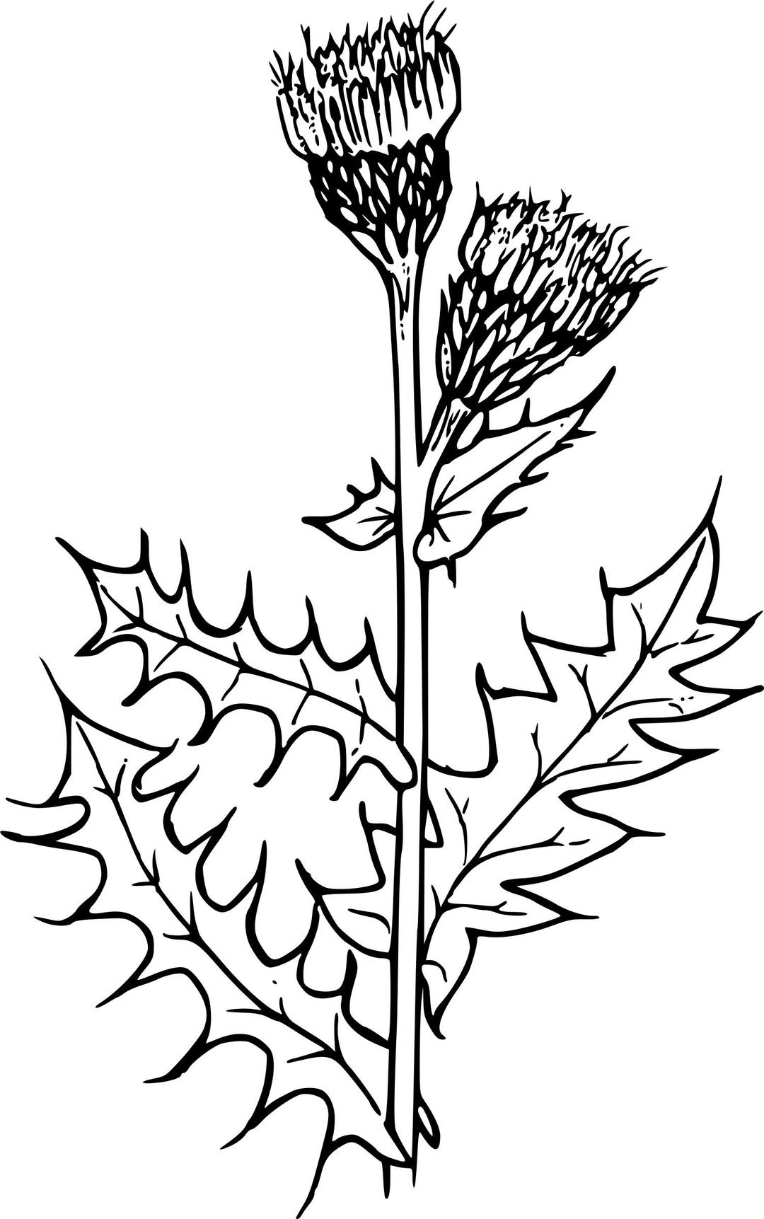 Canada thistle png transparent