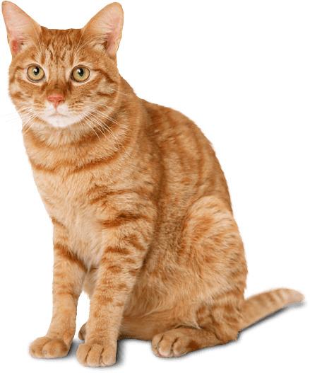 Cat Ginger png transparent