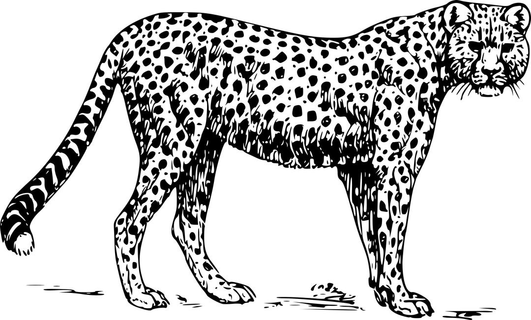 Cheetah png transparent