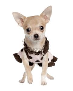 Chihuahua Dress png transparent