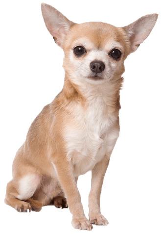 Chihuahua Sitting png transparent