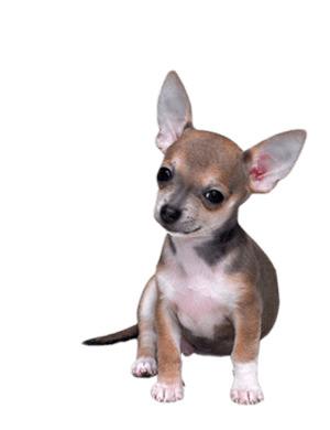 Chihuahua Small png transparent