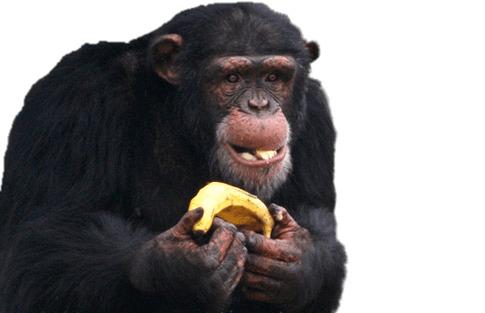 Chimpanzee Eating Banana png transparent