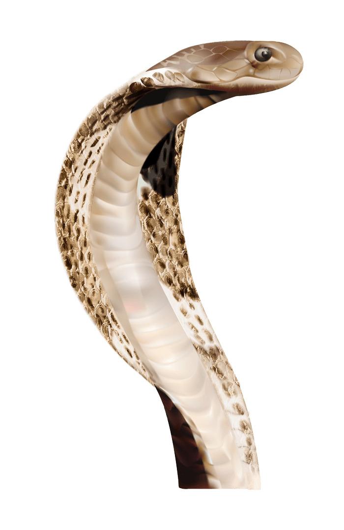 Cobra Head Snake png transparent