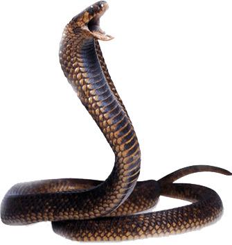 Cobra Snake Head png transparent