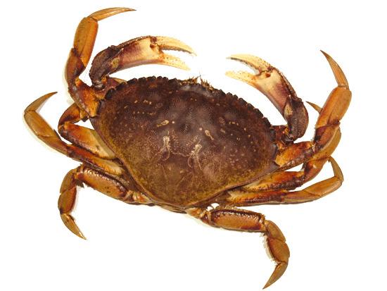 Crab Brown png transparent