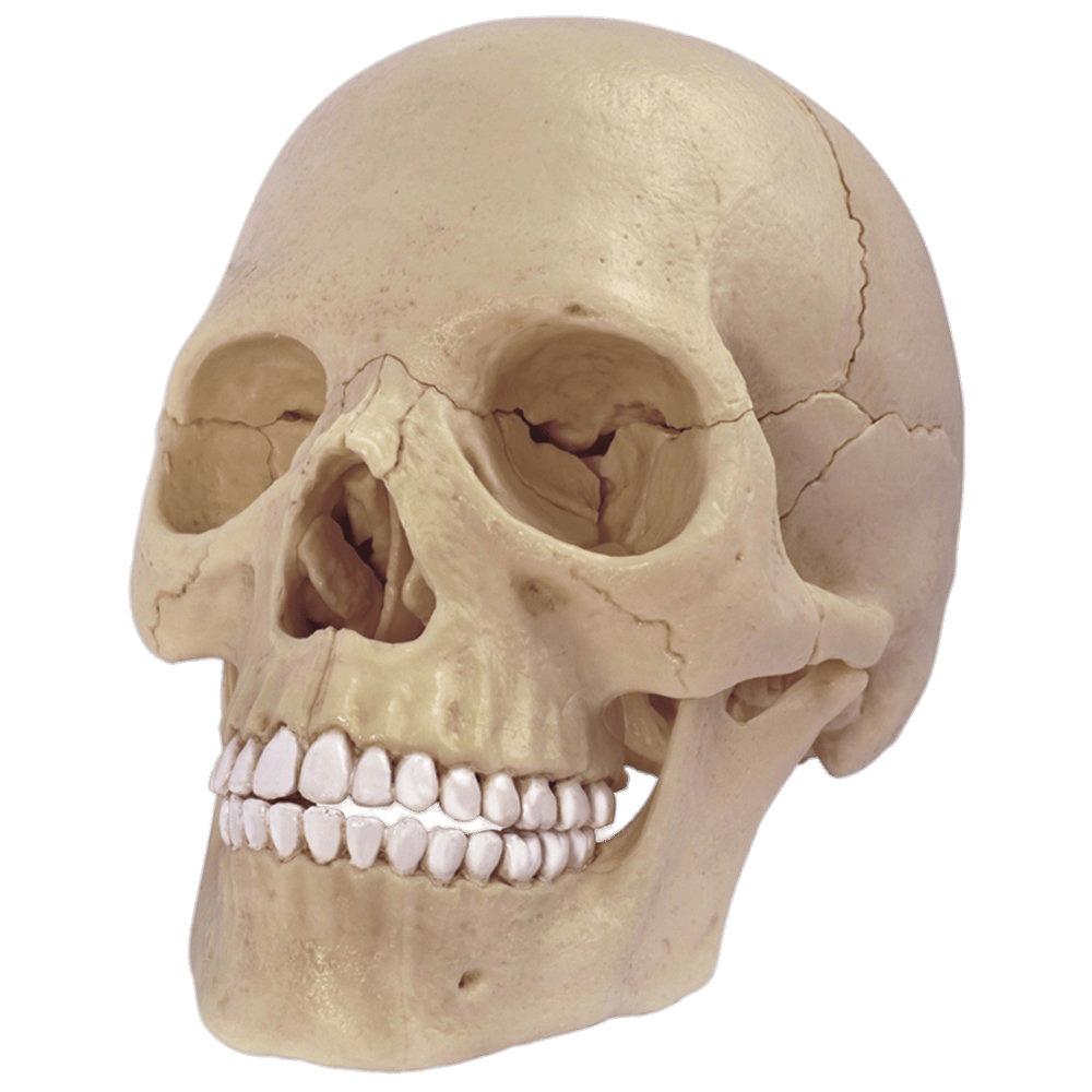 Cranium Model png transparent