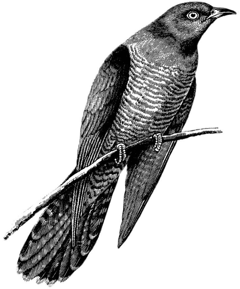 Cuckoo Drawing Black and White png transparent