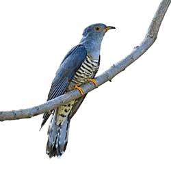 Cuckoo on A Branch png transparent
