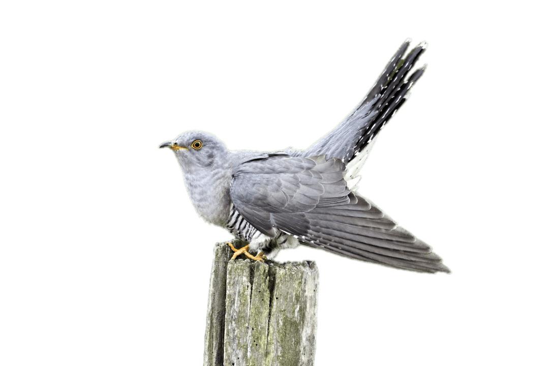Cuckoo on A Wooden Pole png transparent