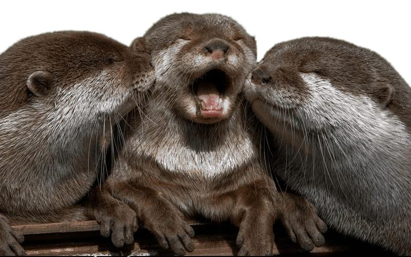 Cuddling Otters png transparent
