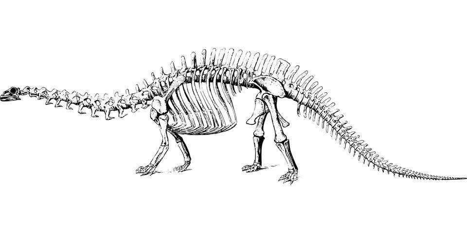 Dinosaur Skelet png transparent