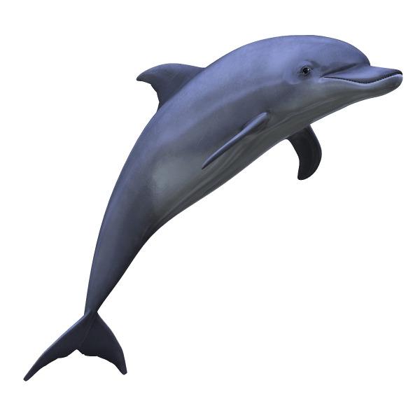 Dolphin png transparent