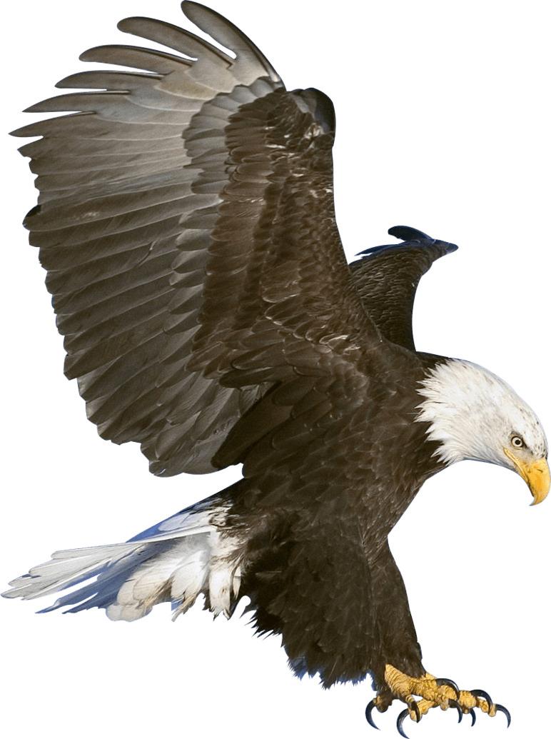 Eagle Claws png transparent