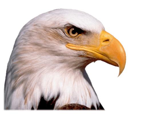 Eagle Head png transparent