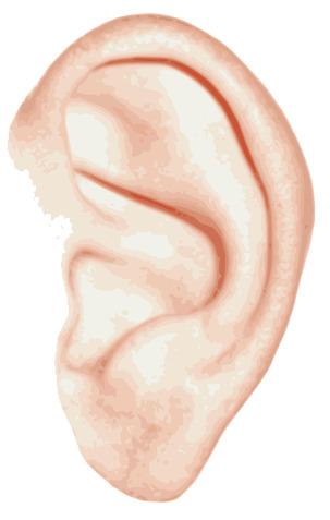 Ear Single png transparent