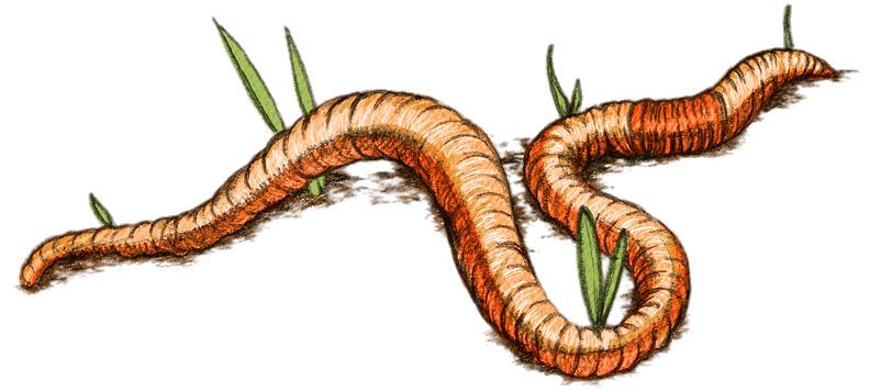 Earth Worm Drawing png transparent