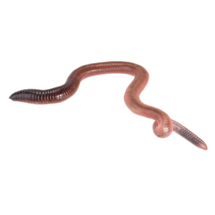Earth Worm png transparent