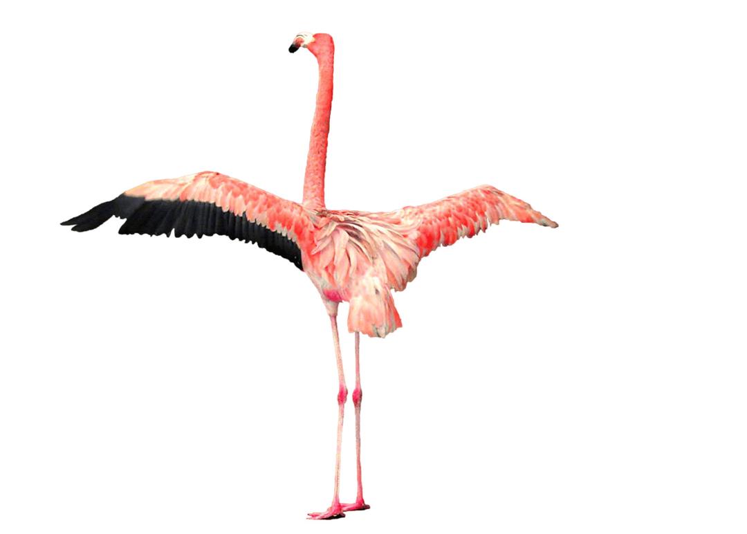 Flamingo Open Wings png transparent