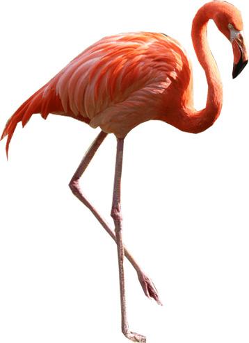 Flamingo Standing Right png transparent