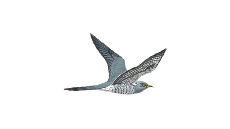 Flying Cuckoo Drawing png transparent