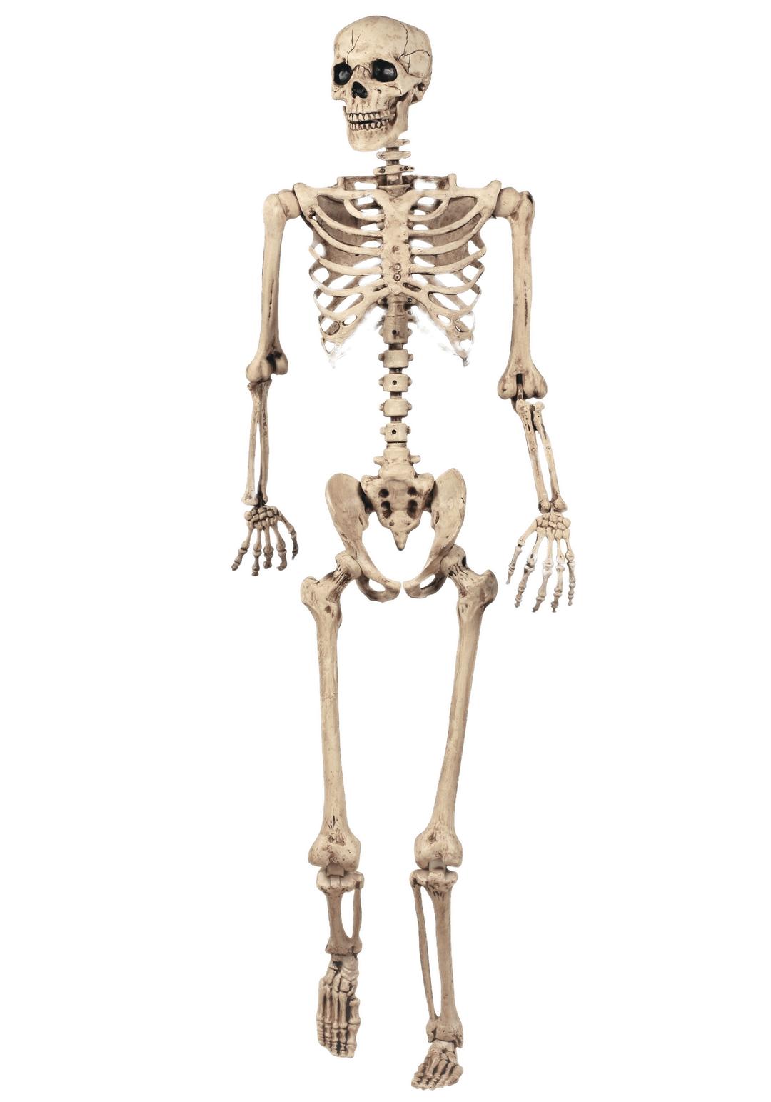 Full Skeleton Model png transparent