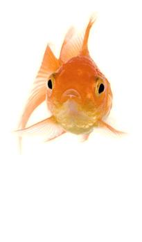 Gold Fish Front png transparent