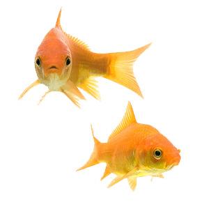 Goldfish Couple png transparent