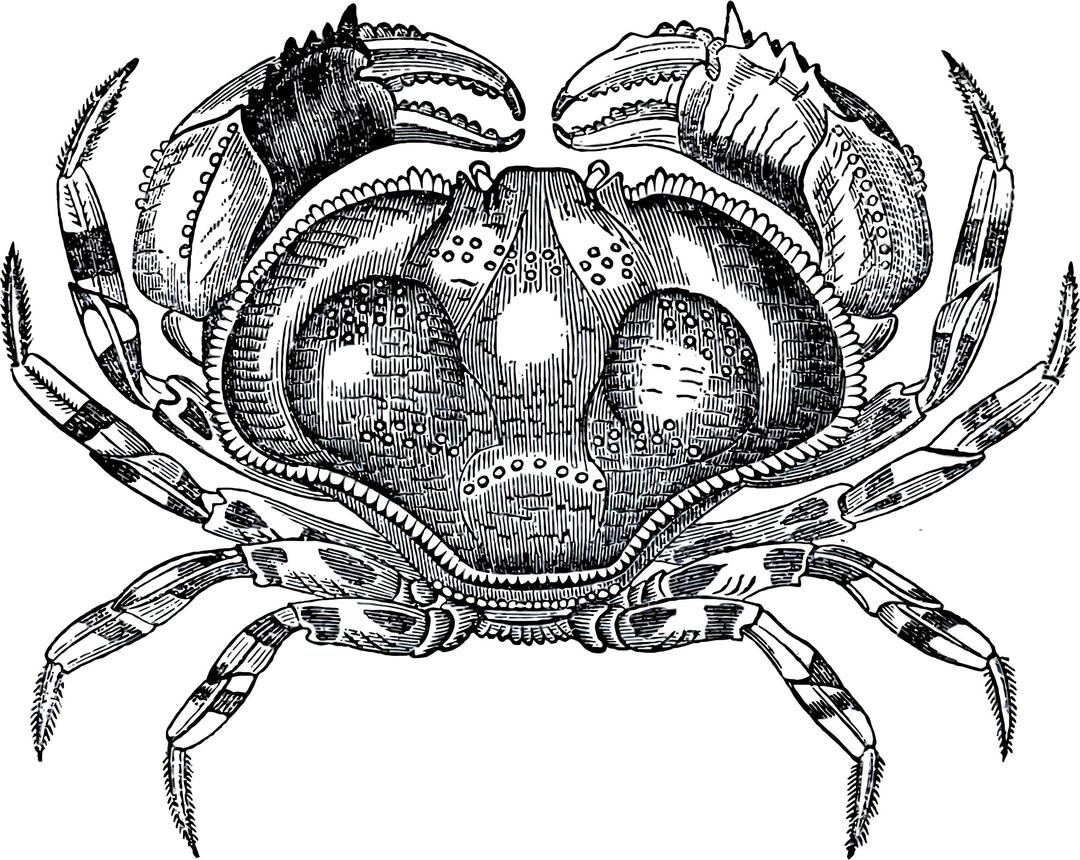 Grayscale Crab png transparent