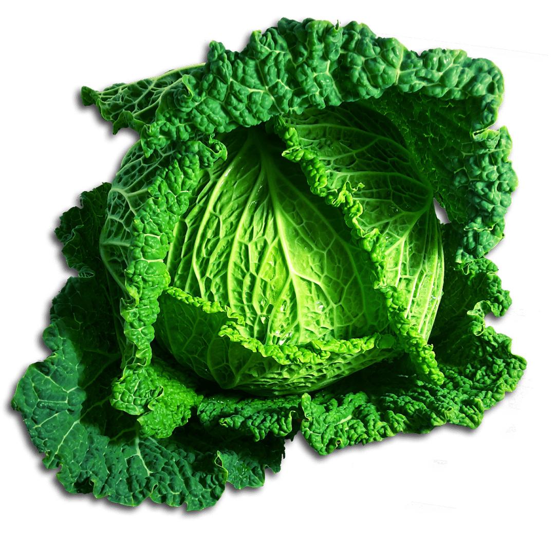 Green Cabbage png transparent