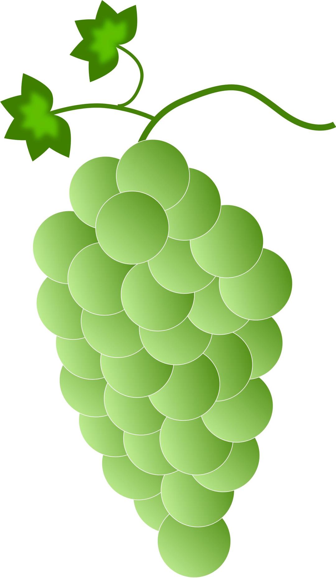 Green\white Grapes png transparent