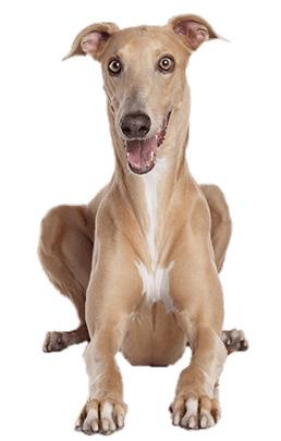 Greyhound Lying Down Front View png transparent