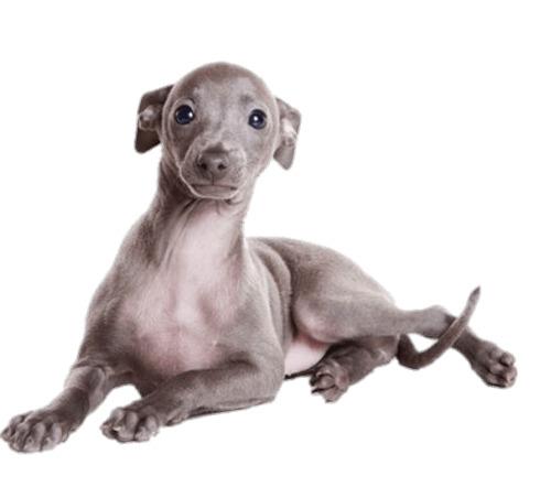 Greyhound Puppy png transparent