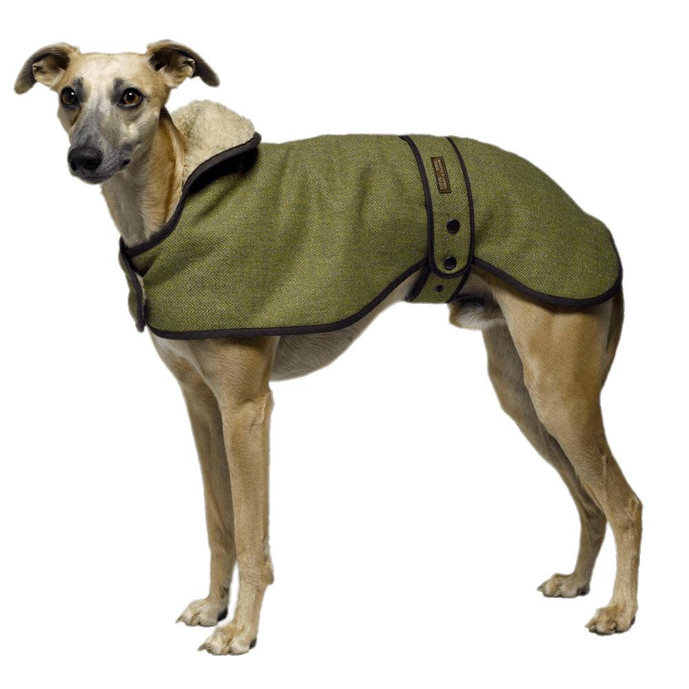 Greyhound Wearing A Coat png transparent