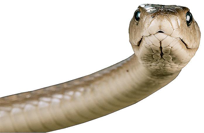 Head Snake png transparent