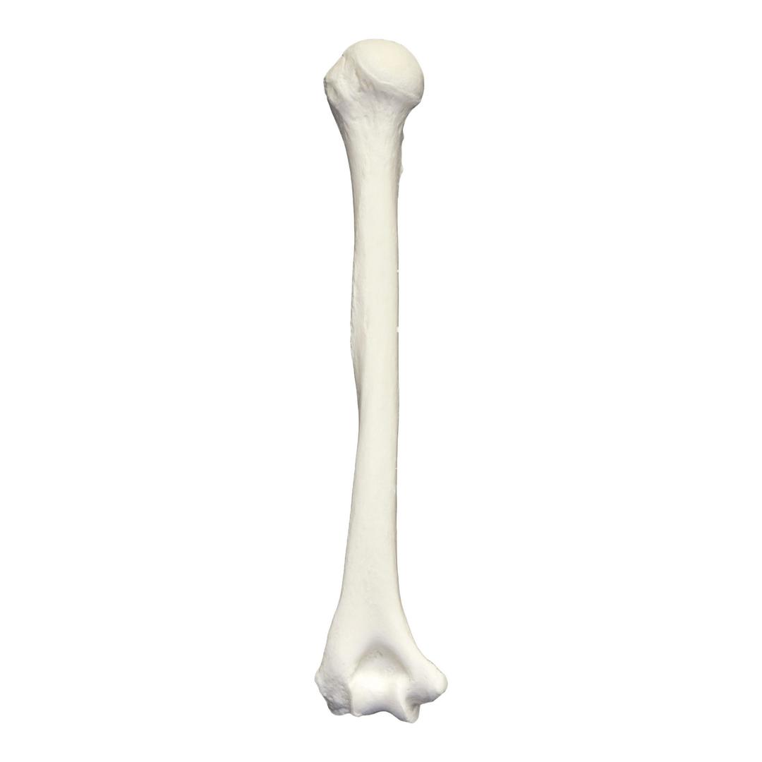 Humerus Bone png transparent