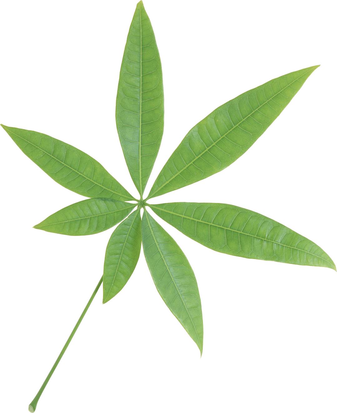 Isolated Star Green Leaf png transparent