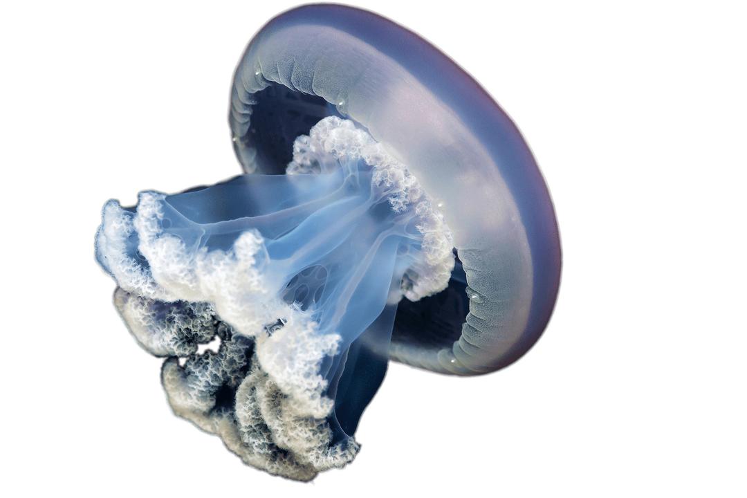 Jellyfish png transparent
