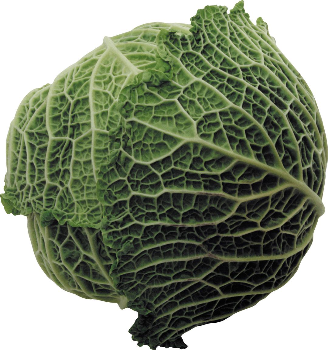 Large Cabbage png transparent