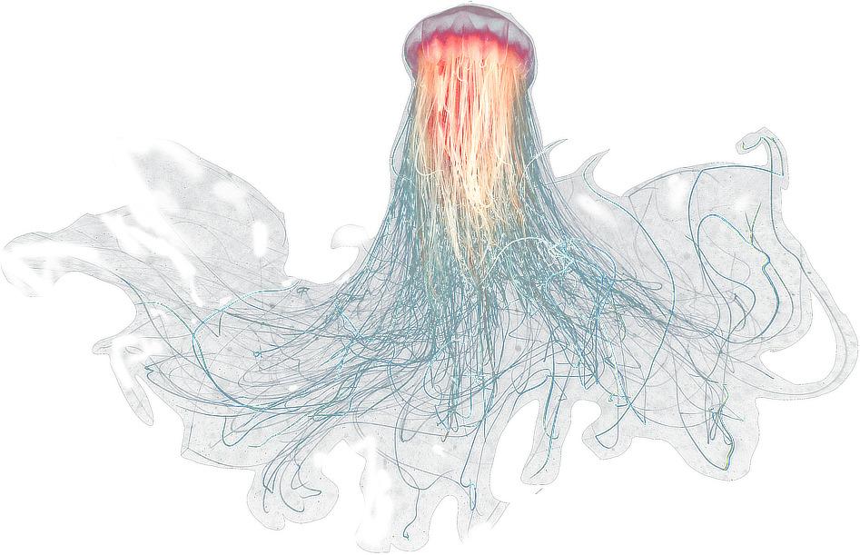Large Jellyfish png transparent