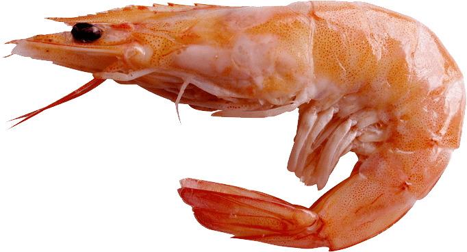 Large Shrimp png transparent