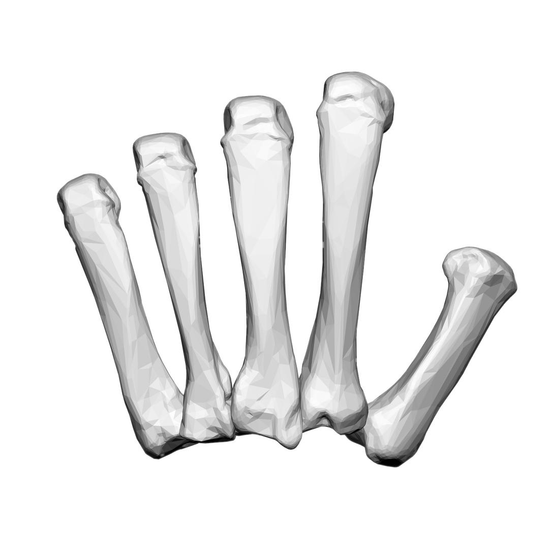 Left Hand Carpal Bones png transparent