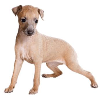Light Brown Greyhound Puppy png transparent